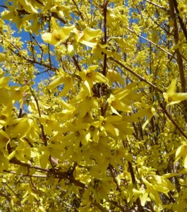 forsythia bush
