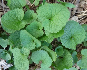 Garlic Mustard