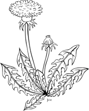 Weed Ecology