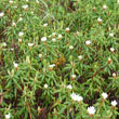 Labrador Tea