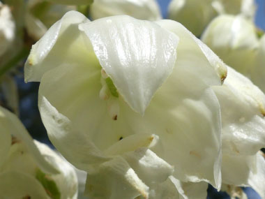 yucca filamentosa flower