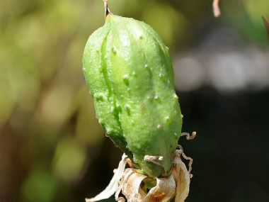 yucca filamentosa fruit