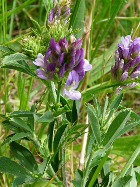 alfalfa flowers