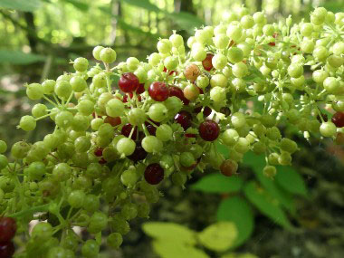 unripe indian root berries