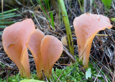 apricot jelly mushroom
