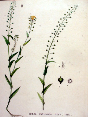Neslia paniculata Flora