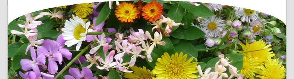 Edible Plants