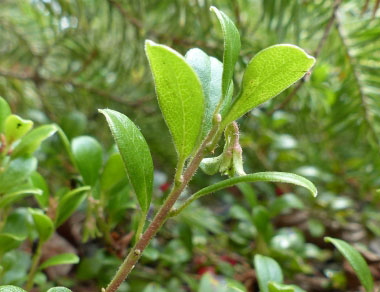 bearberry stem
