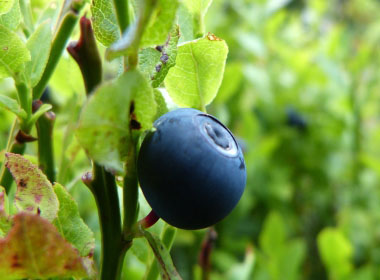 bilberry berry