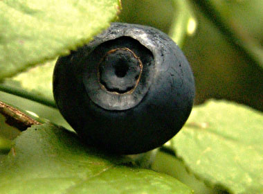 bilberry closeup