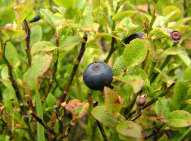 bilberry shrub