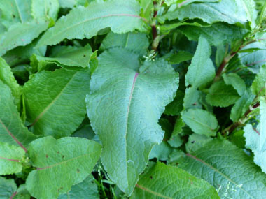 bitter dock leaves