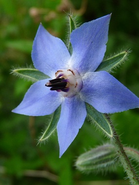 borage flower close up