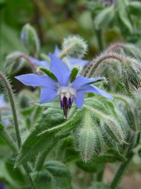 borage flower