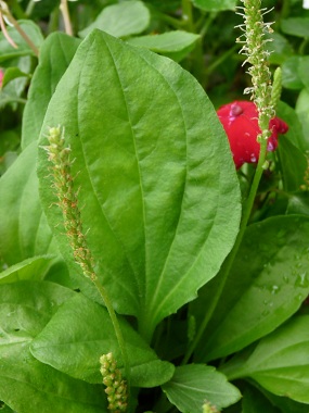 Plantain Herb A Versatile Natural Antibiotic And Edible