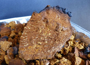 Chaga chaga off tree