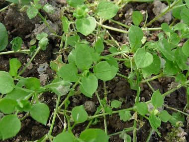 chickweed