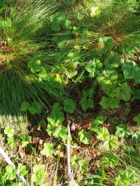 cloudberries