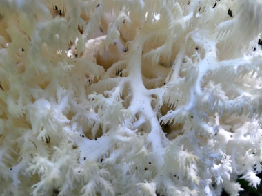 comb tooth spines