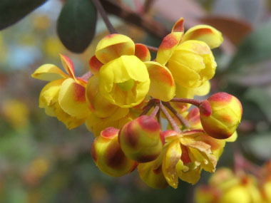 barberry flower close up