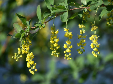 common barberry flowers