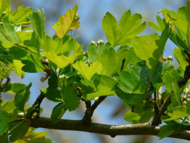 common hawthorn leaves