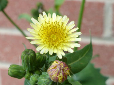 common sow thistle flower