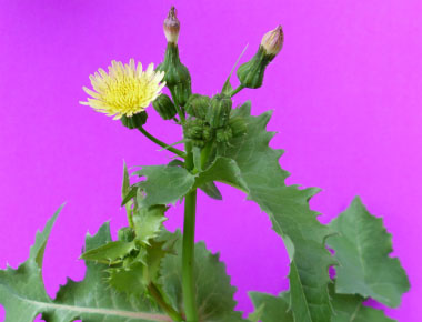 common sow thistle top