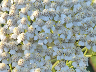 yarrow flowers closeup