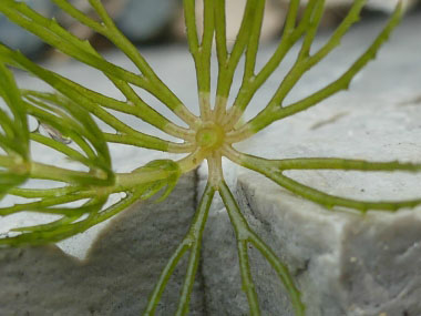 hornwort leaf