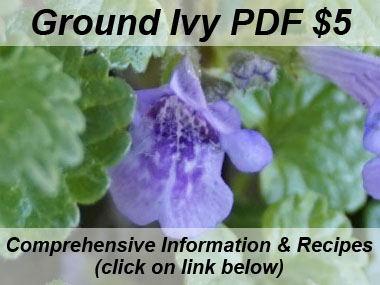 ground ivy flower