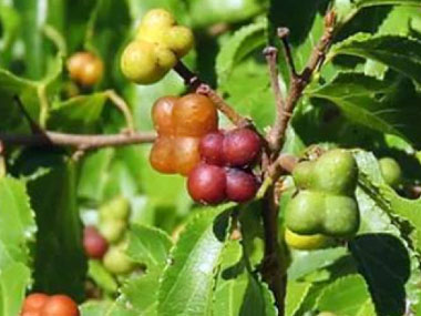 crossberry fruit
