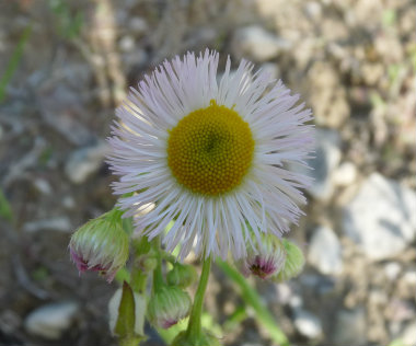 daisy fleabane flower