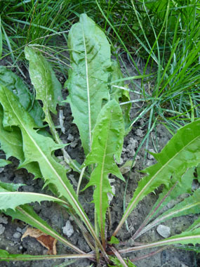 dandelion leaf