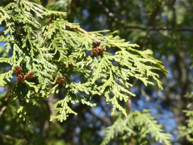 eastern white cedar leaves