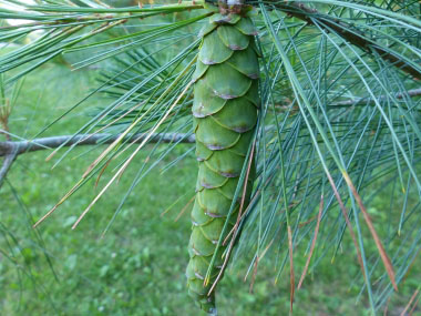 eastern white pine cone