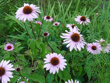 echinacea