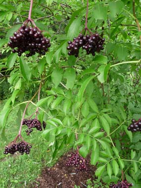 What do elderberry bushes look like?