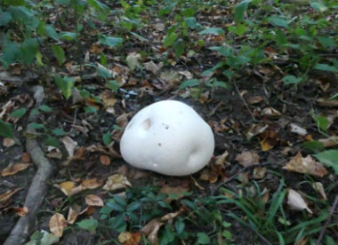Calvatia gigantea mushroom