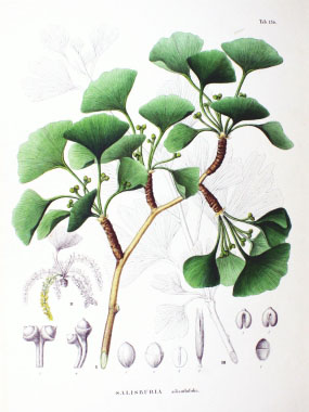 Ginkgo biloba botanical drawing