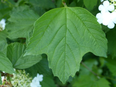 Viburnum trilobum leaf