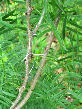 Prosopis glandulosa