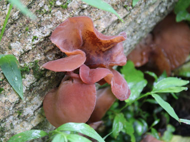 jelly ear fungi