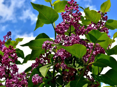 lilac leaves