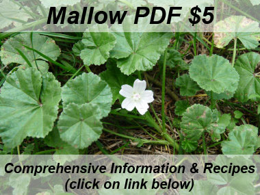 mallow picture
