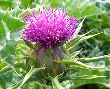 Milk_thistle_flower