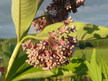 common milkweed flowers