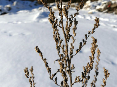 mugwort in winter
