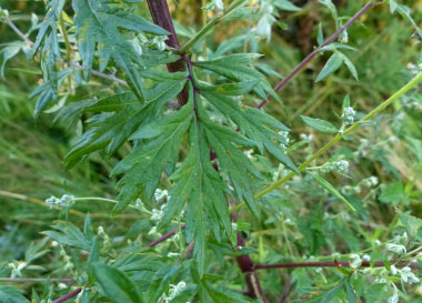 mugwort leaves