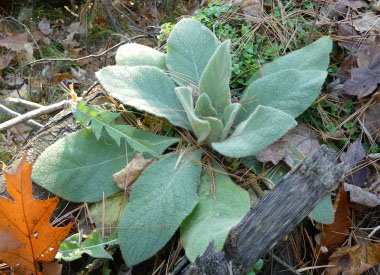 mullein first year plant